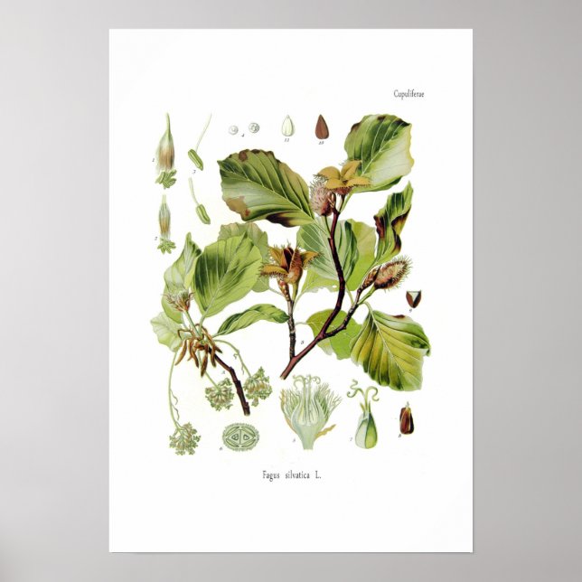 Poster Fagus silvatica (hêtre) (Devant)