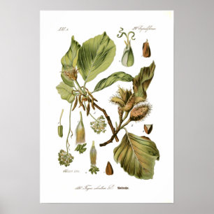 Poster Fagus silvatica (hêtre)
