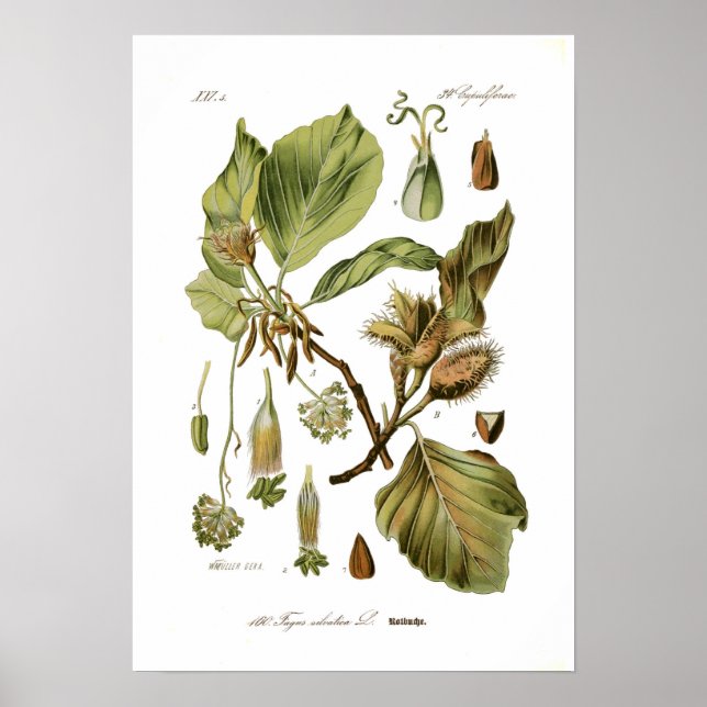 Poster Fagus silvatica (hêtre) (Devant)