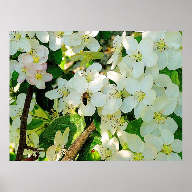 Poster Faire du miel (Devant)