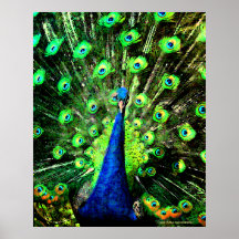 Faire La Chaussure Peacock