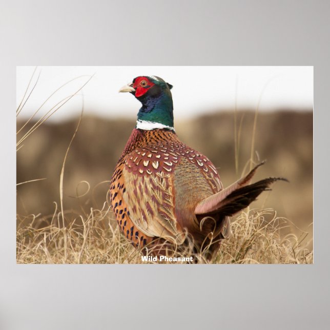 Poster Faisan sauvage (Devant)
