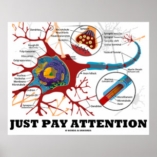 Poster Faites attention (Neuron / Synapse Anatomique)