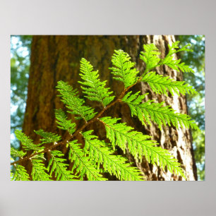 Poster Faits saillants d'un arboretum de séquoias