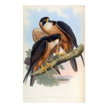 Falco Peregrinator (Faucon Shaheen)