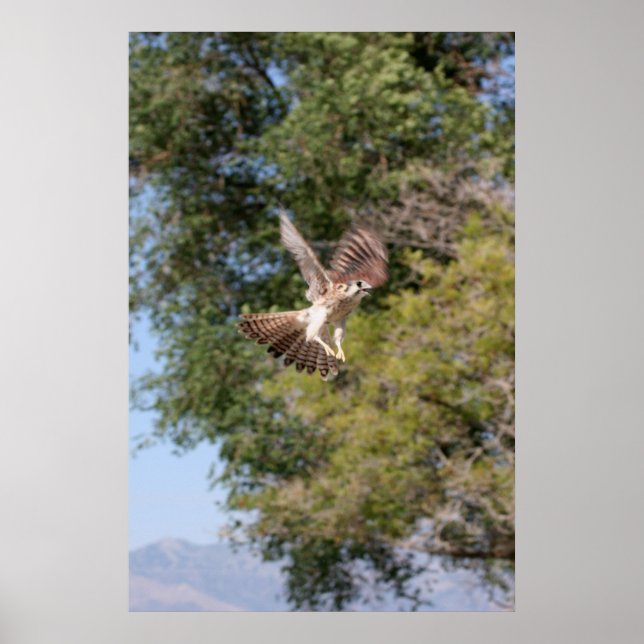 Poster Falcon (Devant)