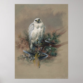 Poster Falcon du Groenland par Joseph Wolf