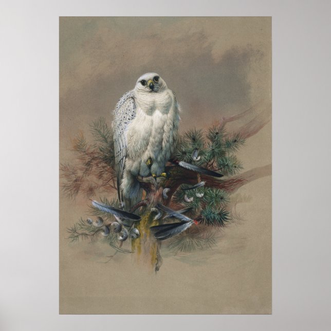 Poster Falcon du Groenland par Joseph Wolf (Devant)