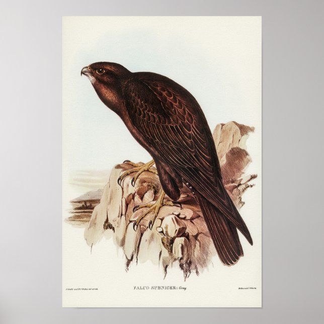 Poster Falcon noir par Elizabeth Gould (Devant)
