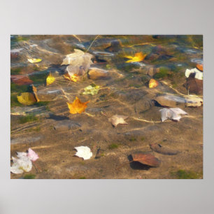Poster Fall Leaves in Pond Water Nature Photography