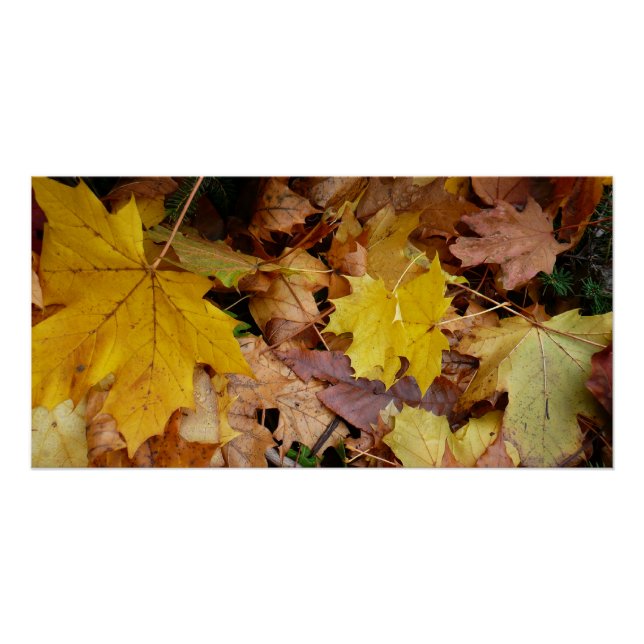 Poster Fallen Maple Feuille Jaune Automne Nature (Devant)