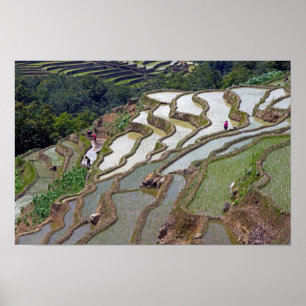 Poster Fameuses rizières en terrasses de Yuanyang - Yunna