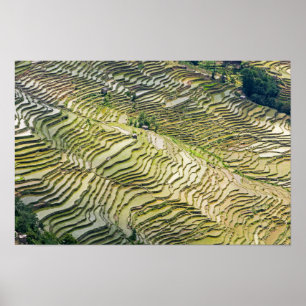 Poster Fameuses rizières en terrasses de Yuanyang - Yunna