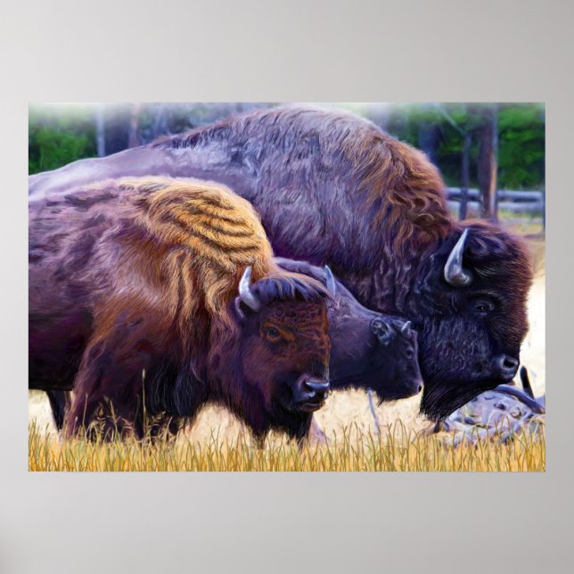 Poster Famille American Bison (Devant)
