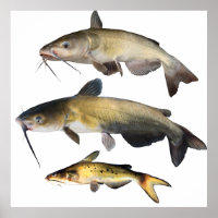 Famille Catfish