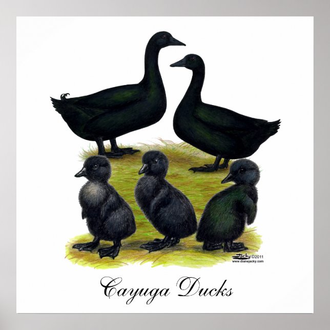 Poster Famille Cayuga Duck (Devant)