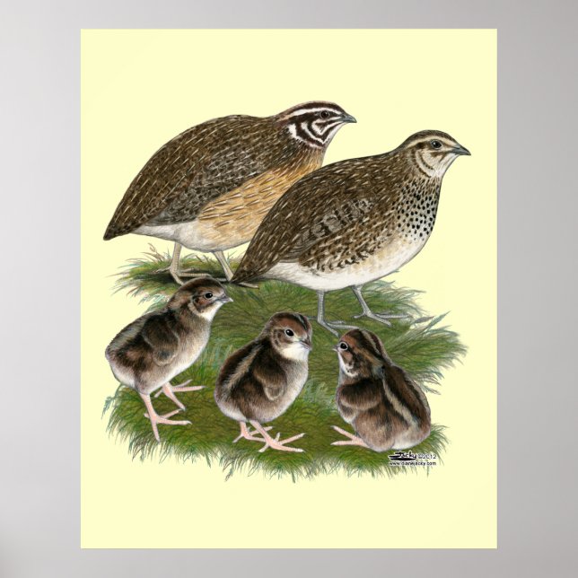 Poster Famille Coturnix Quail (Devant)