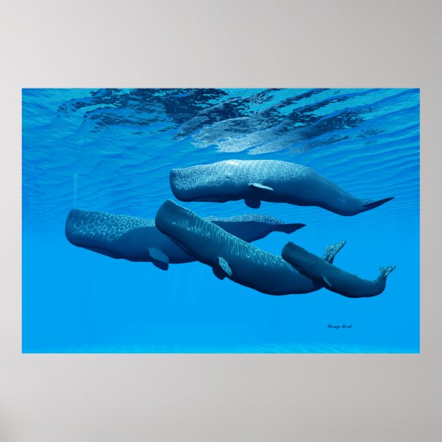Poster Famille de baleines de Sperm (Devant)