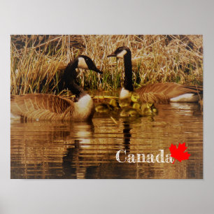 Poster Famille de bernaches du Canada Bébés mignons Gosli
