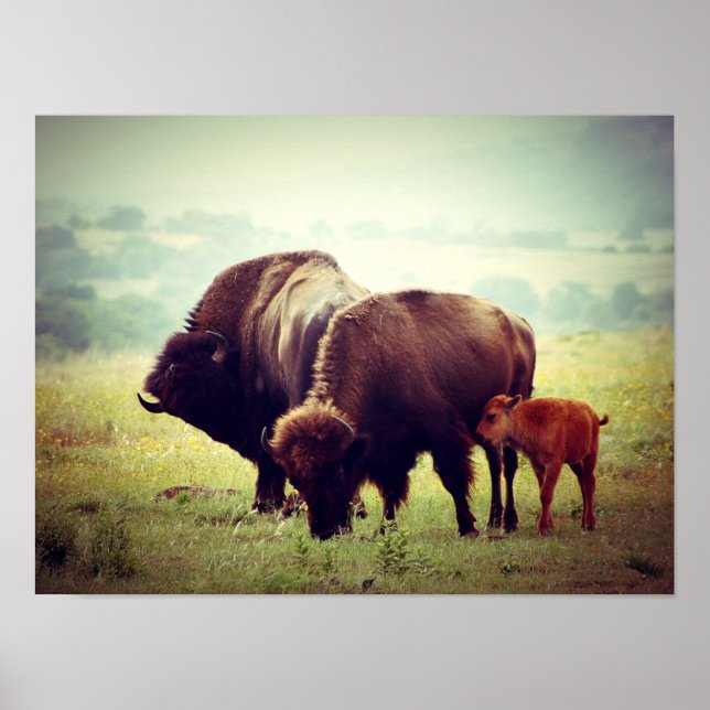 Poster Famille de Buffalo Américain (Bison) (Devant)