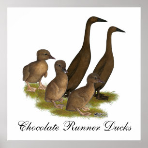 Poster Famille de canards coureurs au chocolat