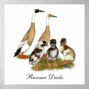 Poster Famille de canards coureurs encilés