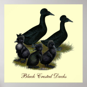 Poster Famille de canards noirs en cage