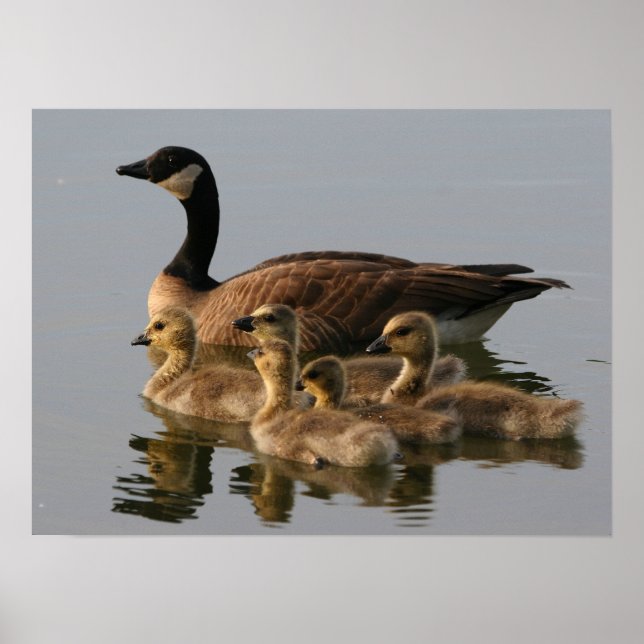 Poster Famille de canards sauvages (Devant)