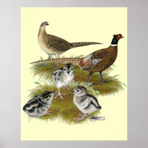 Poster Famille de faisan de Ringneck