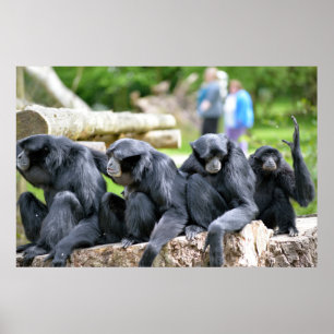 Poster Famille de gibbon de Siamang détendant dans la PA