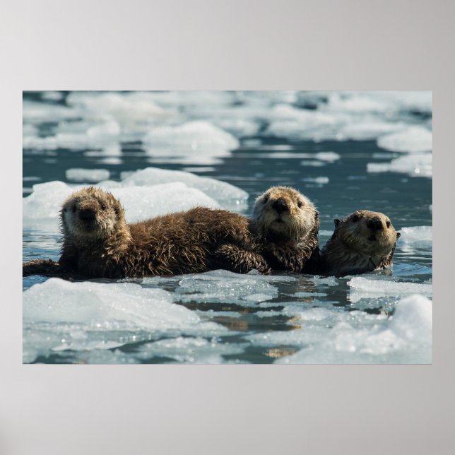 Poster Famille de loutres de mer (Devant)