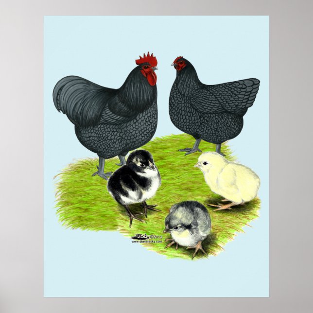 Poster Famille de poulet bleu Orpington (Devant)
