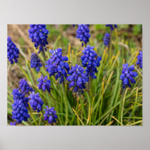 Poster Famille de raisins Hyacinths