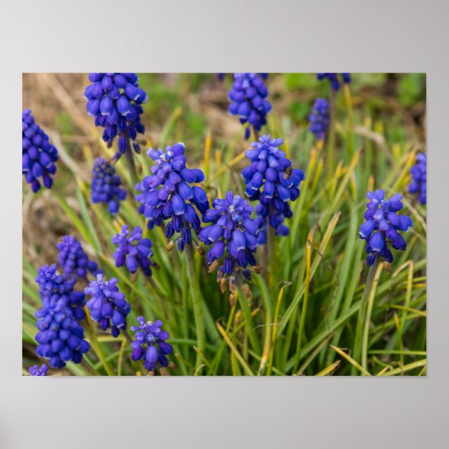 Poster Famille de raisins Hyacinths (Devant)