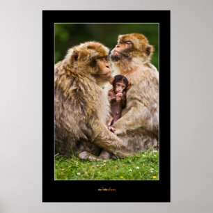 Poster Famille de singe