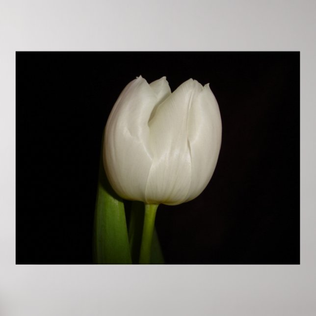 Poster Famille de tulipes blanches : Liliacées, Espèce :  (Devant)