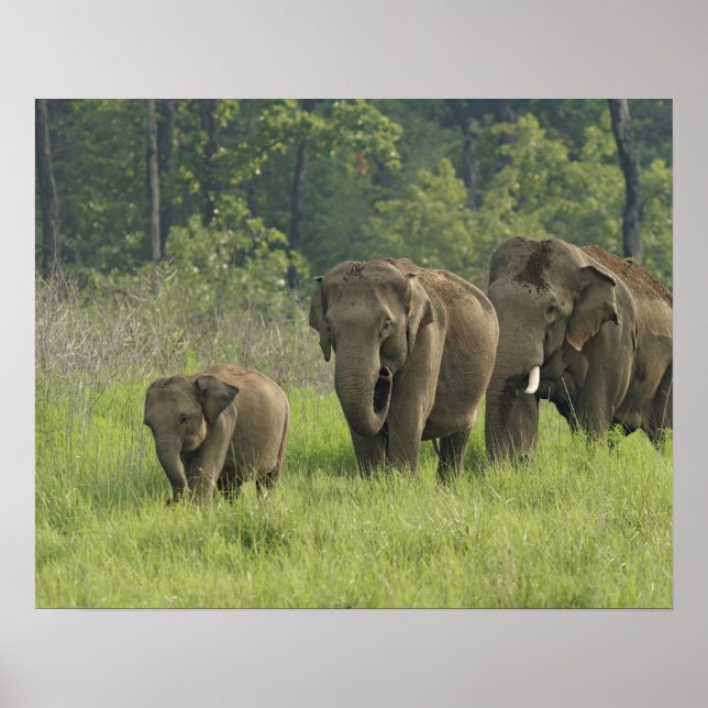 Poster Famille d'Eléphants indiens sortant de (Devant)