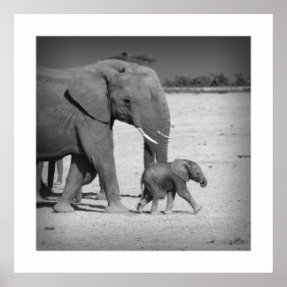 Poster Famille des éléphants