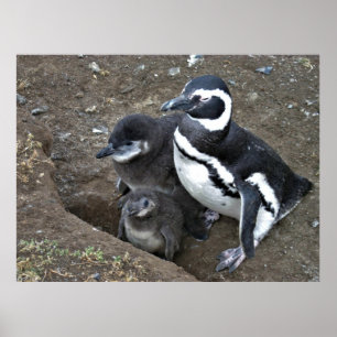 Poster Famille des pingouins magellaniques