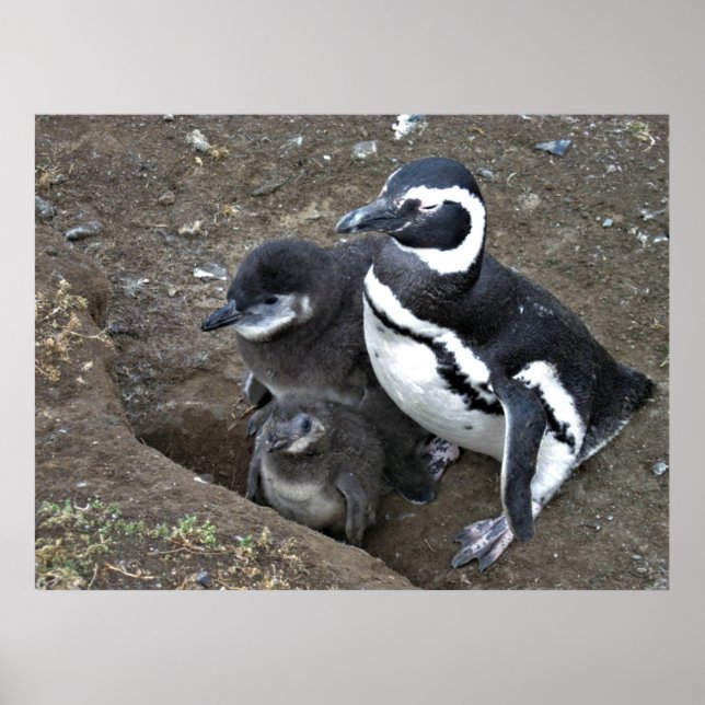Poster Famille des pingouins magellaniques (Devant)