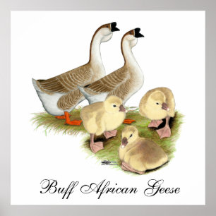 Poster Famille d'oie africaine buff
