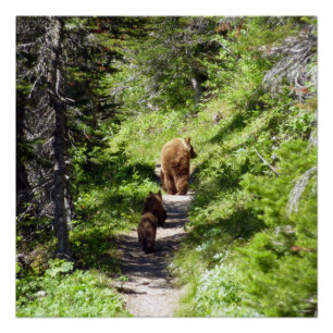 Poster Famille d'ours Brown