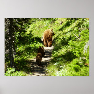 Poster Famille d'ours Brown