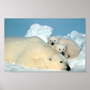 Poster Famille d'ours polaires