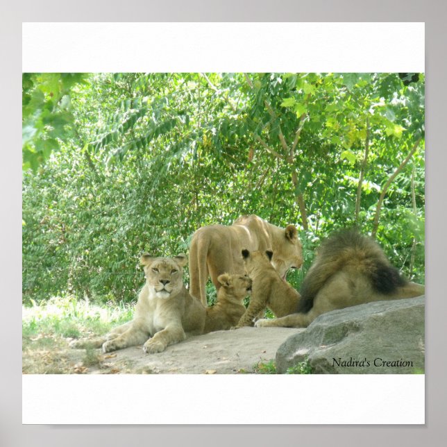 Poster Famille Lions (Devant)