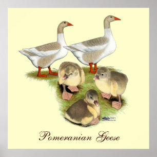Poster Famille Poméranie Poméranie