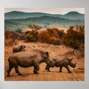 Poster Famille Rhino, Réserve Pilanesberg, Afrique du Sud
