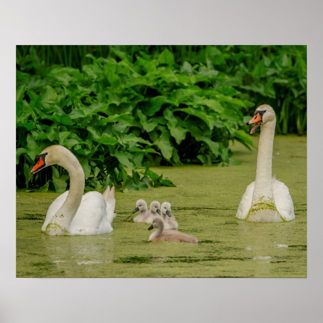 Poster Famille Swan (Devant)