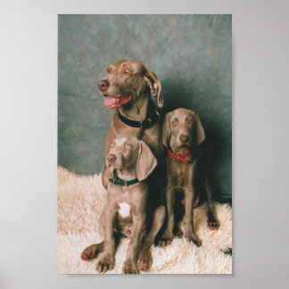 POSTER FAMILLE WEIMARANER