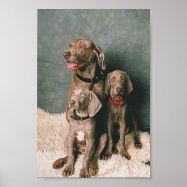POSTER FAMILLE WEIMARANER (Devant)
